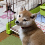 子犬のトイレのしつけ方。子犬を家に迎えたときにするべきこと